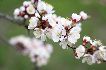 cherry tree blossoms in white flowers