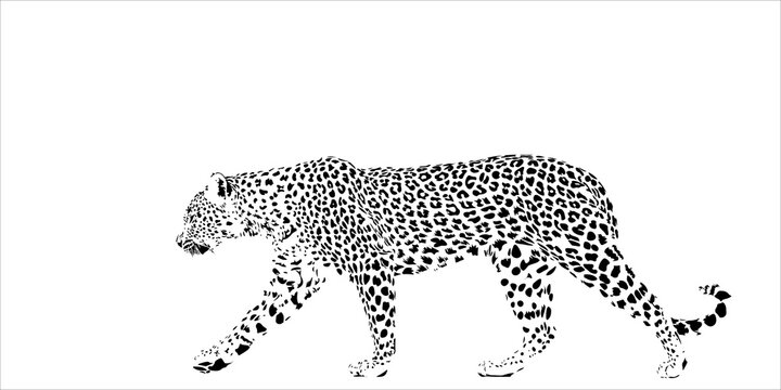 Leopard isolated image. Spots can be made of any color