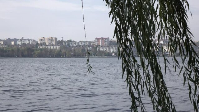 Wind shakes branches of a tree near the lake