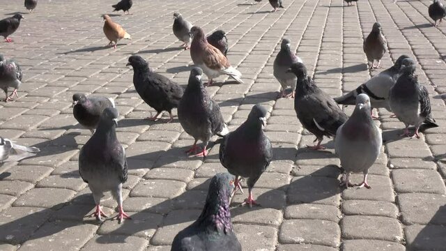 Many pigeons in the city street
