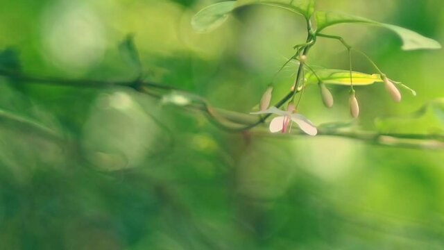 Soft focus of green leaf and flower of Wrightia religiosa