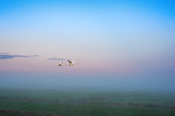 Swan flying over dutchlandscape
