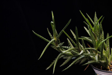 Aloe on a black background
