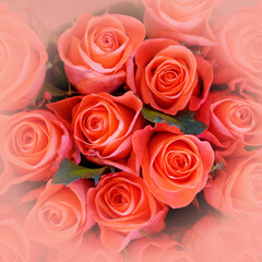 colorful orange roses bouquet top view, soft and airy natural background