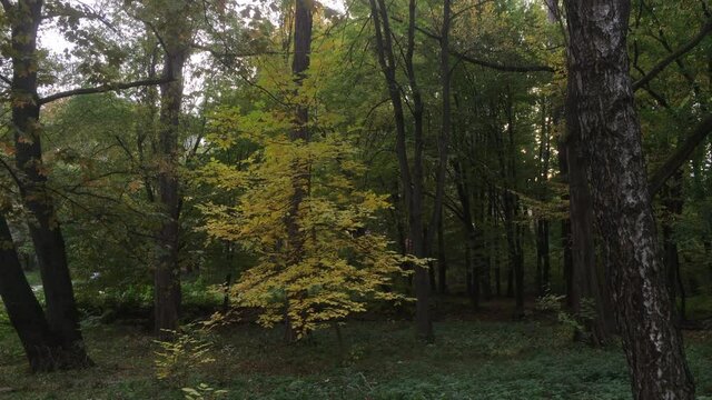 Yellow tree in autumn park