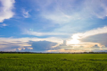 Fototapeta premium Rice field
