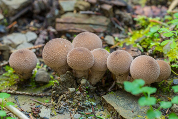Lycoperdon perlatum, common puffball