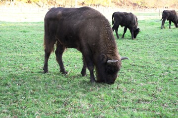Wiesenten