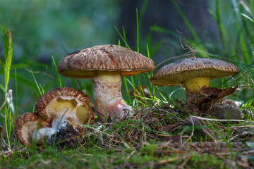 Suillus lakei rare fungus in the forest.