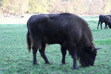 Wiesenten