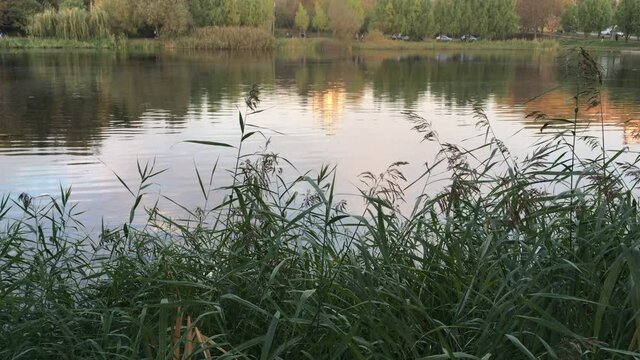 Calm water of autumn lake
