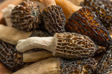 Closeup of Fresh Morel Mushrooms