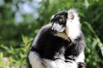Lemur, Katta, Lemur catta