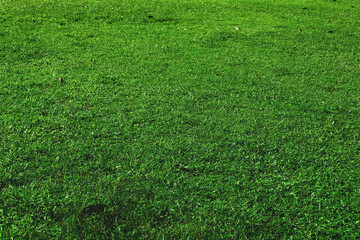 natural green grass lawn