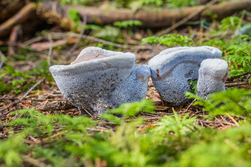 Hydnellum suaveolens mushroom close up shot local focus
