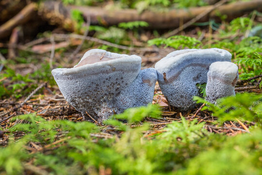 Hydnellum suaveolens mushroom close up shot local focus