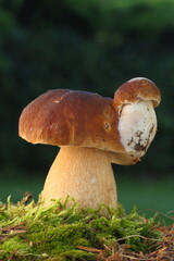 Boletus edulis edible mushroom in the forest