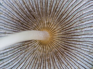 Hare'sfoot Ink-Cap Fungus - Coprinus lagopus Detail of cap