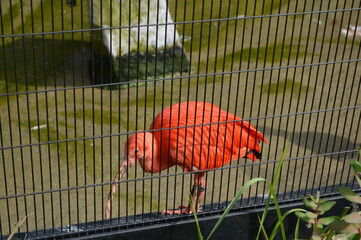 ショウジョウトキ