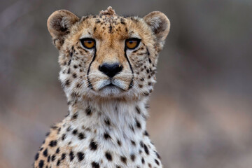 The Cheetah Stare