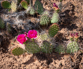 Flowering Cactus CanyonLands National Park