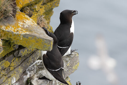 Pinguin thora