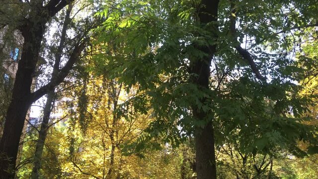 Leafs fall from the trees in the autumn city