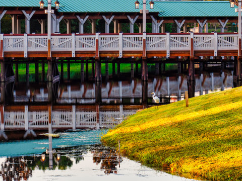 Usa, Florida, Orlando, Heron at sunrise