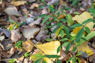 green grass in the forest