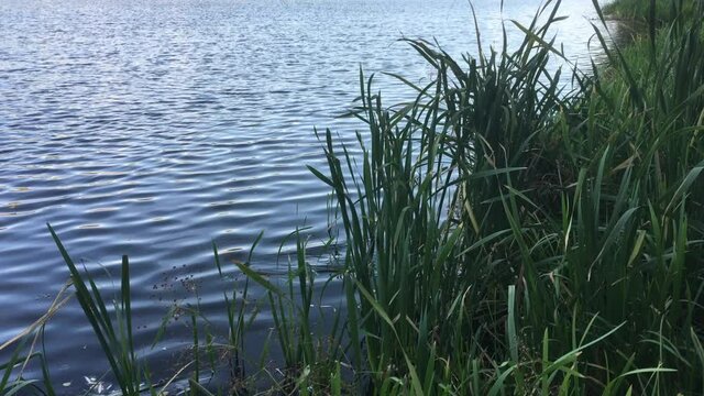 The wind drives the waves through the water