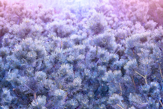Frozen coniferous trees covered with rime, view on the branches. Red pine trees in winter. Christmas and new year background.