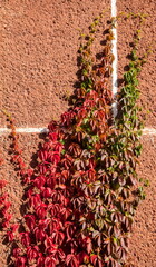Climbing plants on the wall