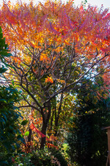 Piękne kolorowe drzewa w jesiennym parku