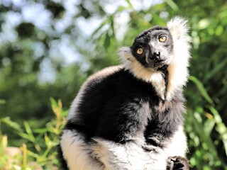 Lemur catta, Lemur, Katta
