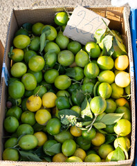 Lemons in a box for sale
