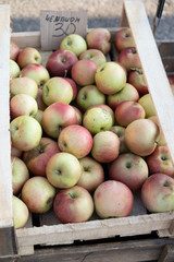Apples in a box for sale