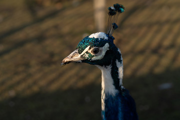 Peacock in a zoo cage