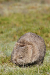 Naklejka na ściany i meble Common wombat (Vombatus ursinus) in the wild at Cradle Mountain