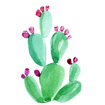 green watercolor cactus on white background, hand drawing, Opuntia