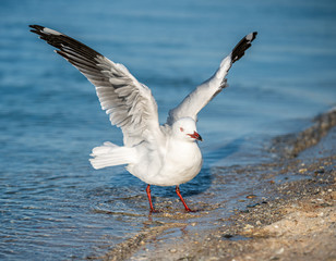 Seagull