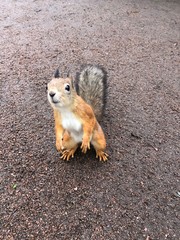 squirrel