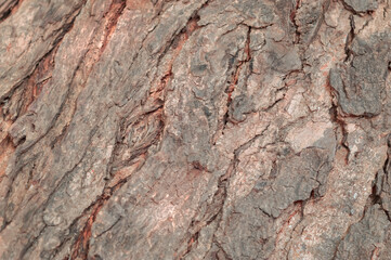 The bark of the tree,The bark on top of the tree,tree background