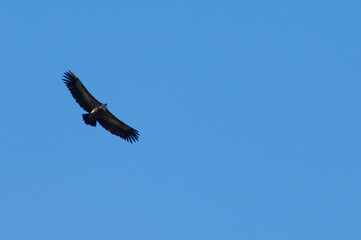 Griffon vulture (Gyps fulvus) soaring. Pyrenees. Huesca. Aragon. Spain.