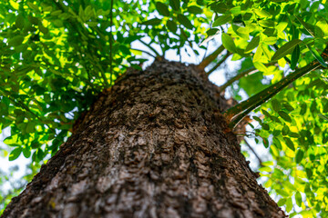 Fototapeta premium tree laid from bottom to top with yellow and green leaves