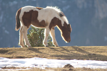 Pony (Equus ferus caballus) grazing. Alto Añisclo. Pyrenees. Huesca. Aragon. Spain.