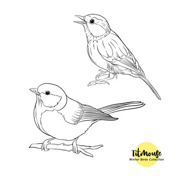 Tit birds - a symbol of winter. Set of elements for design Isolated on white background..Realistic sketch drawing. Outline hand drawing vector illustration..