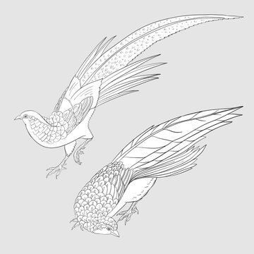 recommend clip art: Pheasant, bird. Set of elements for design. Outline hand drawing vector illustration.