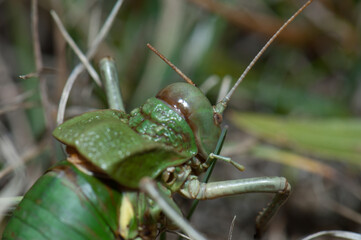 Grasshopper. Escuain Valley. Ordesa and Monte Perdido National Park. Pyrenees. Huesca. Aragon. Spain.