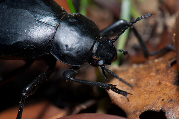 Beetle (Blaps sp.). Panzano. Guara Mountains. Huesca. Aragon. Spain.