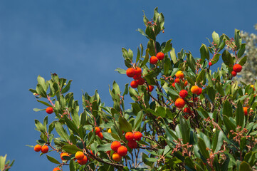 Strawberry tree (Arbutus unedo) with fruits. Guara mountains. Huesca. Aragon. Spain.